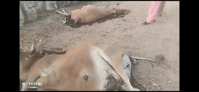 Khossanto / Affaire des Fûts de Sodium de Cyanure de la SORED MINES exposés à l’air libre : le Gouverneur de région envoie une mission d’enquête... Khossanto / Affaire des Fûts de Sodium de Cyanure de la SORED MINES exposés à l’air libre : le Gouverneur de région envoie une mission d’enquête...