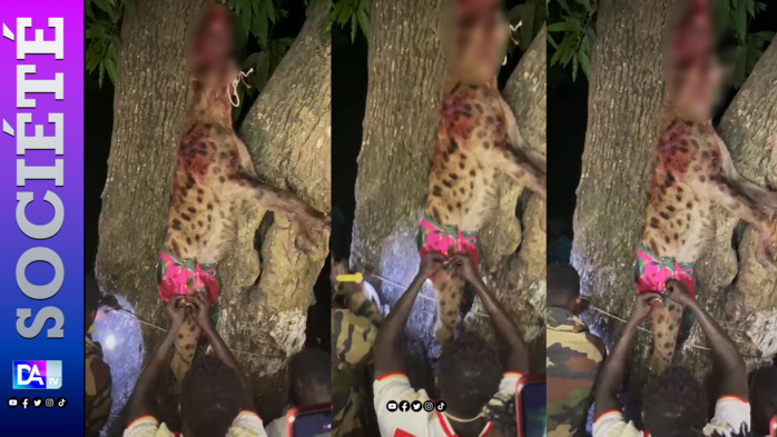 Boucotte Wolof : une grande hyène qui décimait le bétail dans la zone a été abattue. Boucotte Wolof : une grande hyène qui décimait le bétail dans la zone a été abattue.