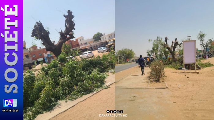 Déguerpissement au Croisement Saly : arbres élagués, vendeurs déplacés...