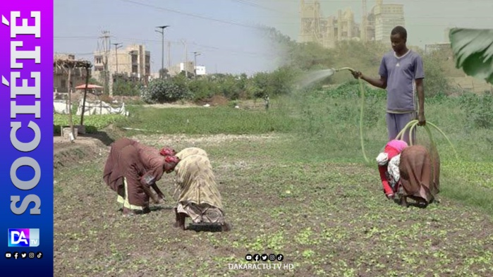 Litige foncier à Lendeng/Bras de fer entre les cultivateurs et des promoteurs : Des maraichers convoqués au commissariat de Rufisque Litige foncier à Lendeng/Bras de fer entre les cultivateurs et des promoteurs : Des maraichers convoqués au commissariat de Rufisque