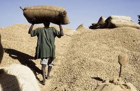 Les 47 Tonnes de semence d'arachide en coque allouée à la commune de Ouarkhokh jugées insuffisantes par ses bénéficiaires 