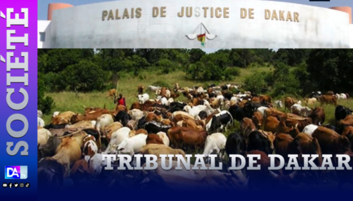 Palais de justice : un maçon vole 2 boeufs les céde à bas prix et plaide l’ensorcellement.
