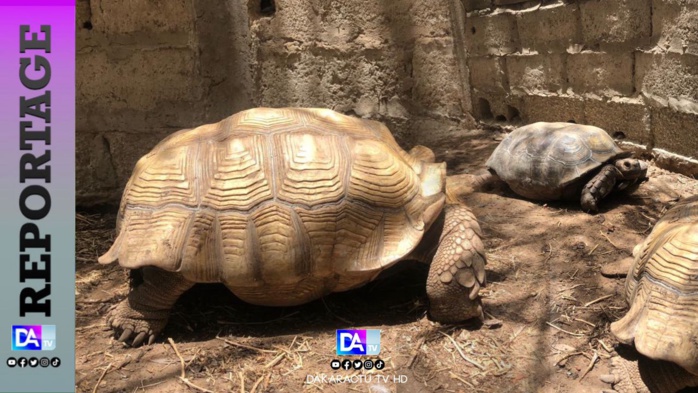Journée mondiale de la Tortue : L’histoire jamais racontée de l’une des plus anciennes créatures de l’humanité Journée mondiale de la Tortue : L’histoire jamais racontée de l’une des plus anciennes créatures de l’humanité