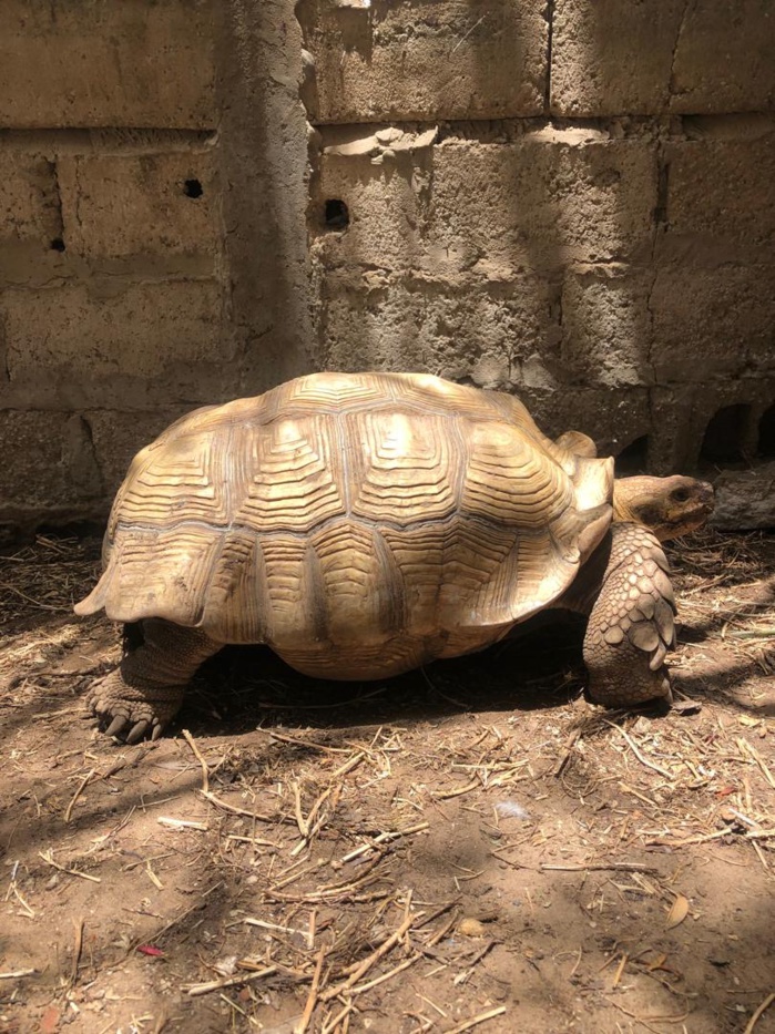 Journée mondiale de la Tortue : L’histoire jamais racontée de l’une des plus anciennes créatures de l’humanité Journée mondiale de la Tortue : L’histoire jamais racontée de l’une des plus anciennes créatures de l’humanité