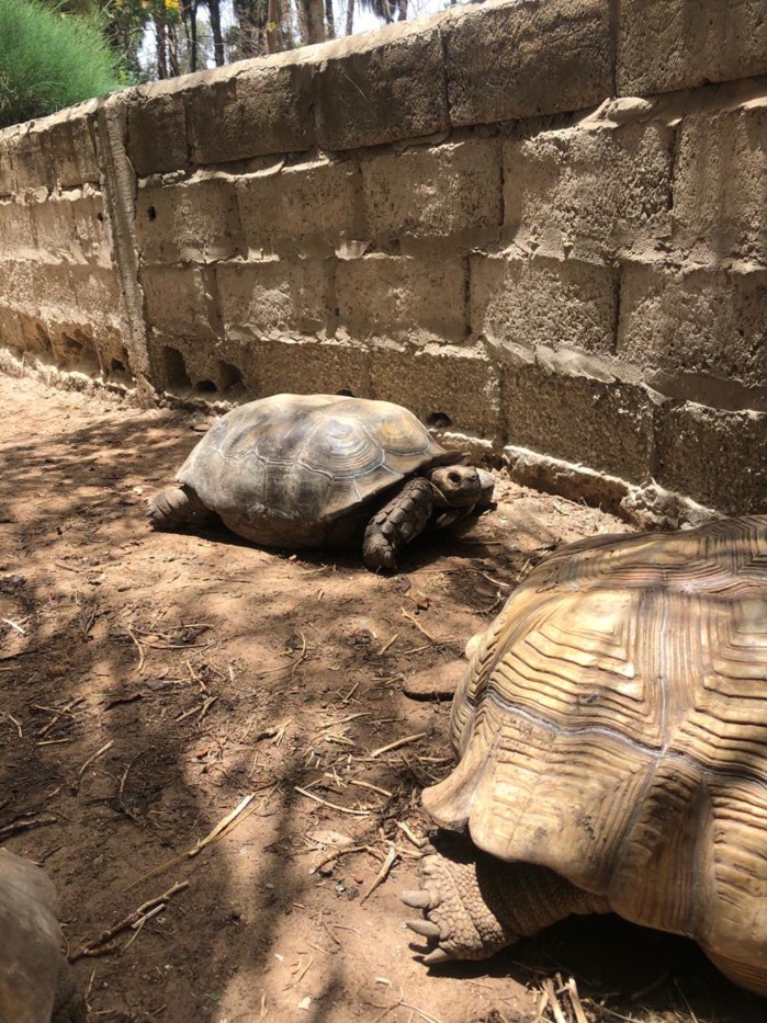 Journée mondiale de la Tortue : L’histoire jamais racontée de l’une des plus anciennes créatures de l’humanité Journée mondiale de la Tortue : L’histoire jamais racontée de l’une des plus anciennes créatures de l’humanité