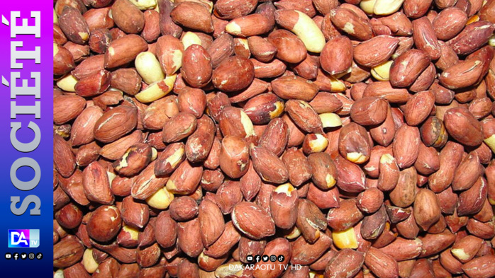 Linguère : Démarrage tardif de la distribution des semences, les paysans dans le désespoir et l' inquiétude Linguère : Démarrage tardif de la distribution des semences, les paysans dans le désespoir et l' inquiétude