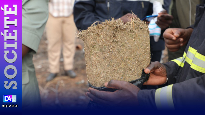 Stupéfiants : Des assisards « dépénalisant » l’utilisation du Yamba