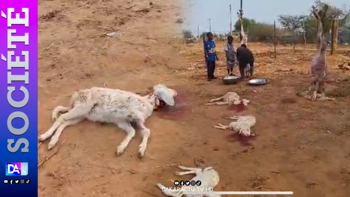 Touba- Conséquences d’une pluie dévastatrice : les éleveurs de Pollé, de Naydé et de Modibooco égorgent plus de 100 moutons Touba- Conséquences d’une pluie dévastatrice : les éleveurs de Pollé, de Naydé et de Modibooco égorgent plus de 100 moutons