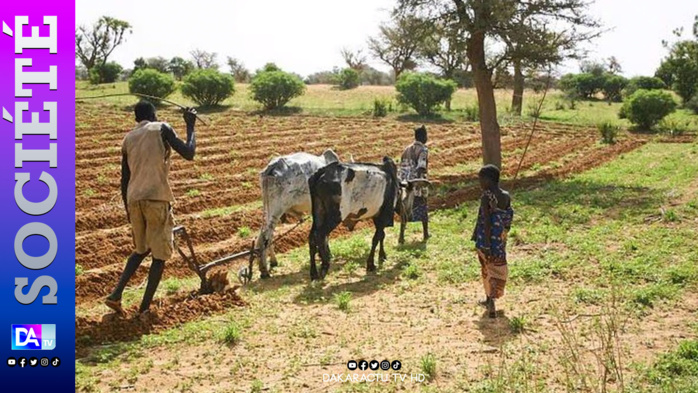 Linguère / Campagne agricole de 2024 : Les paysans saluent l'engagement du gouvernement Linguère / Campagne agricole de 2024 : Les paysans saluent l'engagement du gouvernement