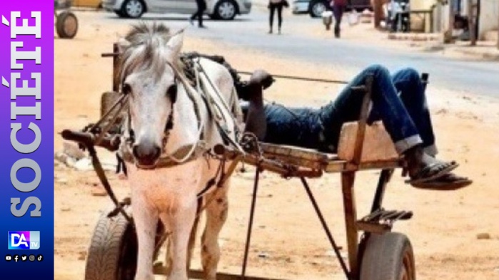 Une charrette tue un talibé de 12 ans à Dahra Djoloff Une charrette tue un talibé de 12 ans à Dahra Djoloff