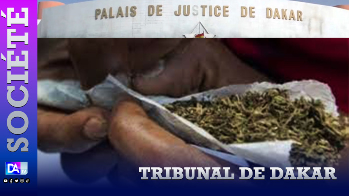 Tribunal de Dakar : Le jeune dealer propose du chanvre indien à son père et ses amis… Tribunal de Dakar : Le jeune dealer propose du chanvre indien à son père et ses amis…