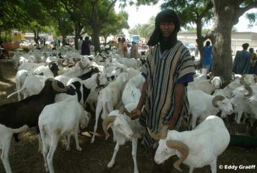 TABASKI 2015 : le Sénégal aura besoin de 742 000 moutons, dont 253 000 pour Dakar