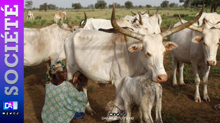 Linguère / Secteur de l'élevage : le vol de bétail, l'absence d'aliments et les maladies hantent le sommeil de "Pottital Djoloff" Linguère / Secteur de l'élevage : le vol de bétail, l'absence d'aliments et les maladies hantent le sommeil de "Pottital Djoloff"