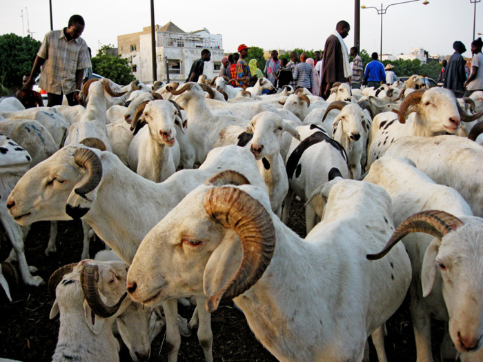 TOUBA- Le mouton encore « invisible »