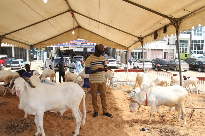 Tabaski 2015 : Les clients se font toujours désirer sur les lieux de vente de moutons Tabaski 2015 : Les clients se font toujours désirer sur les lieux de vente de moutons