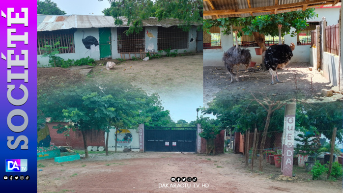 KOLDA : À la découverte de la ferme écologique "GUEDDA"… un havre de paix des espèces animalières et végétales pour la transition écologique. KOLDA : À la découverte de la ferme écologique "GUEDDA"… un havre de paix des espèces animalières et végétales pour la transition écologique.