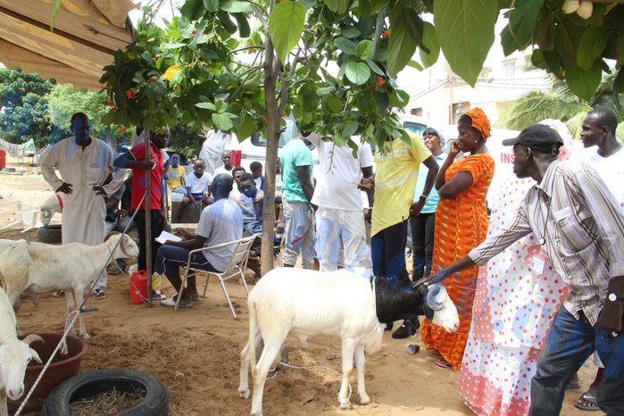 Opération Tabaski : Quand Wally Ballago Seck s'y mêle Opération Tabaski : Quand Wally Ballago Seck s'y mêle