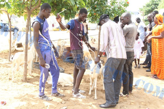 Opération Tabaski : Quand Wally Ballago Seck s'y mêle Opération Tabaski : Quand Wally Ballago Seck s'y mêle