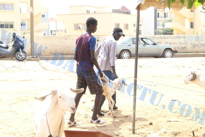 Opération Tabaski : Quand Wally Ballago Seck s'y mêle Opération Tabaski : Quand Wally Ballago Seck s'y mêle