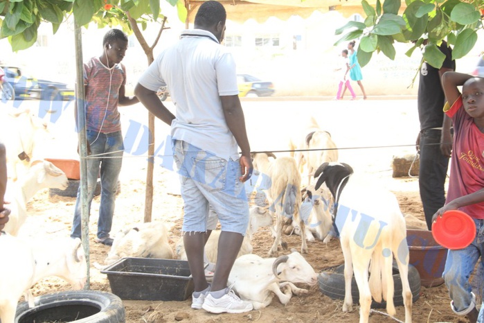 Opération Tabaski : Quand Wally Ballago Seck s'y mêle Opération Tabaski : Quand Wally Ballago Seck s'y mêle