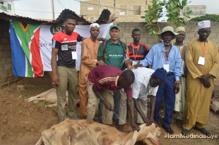 Tabaski à Médina Baye : Cheikh Mahy Cissé a distribué 631 têtes de bétail Tabaski à Médina Baye : Cheikh Mahy Cissé a distribué 631 têtes de bétail
