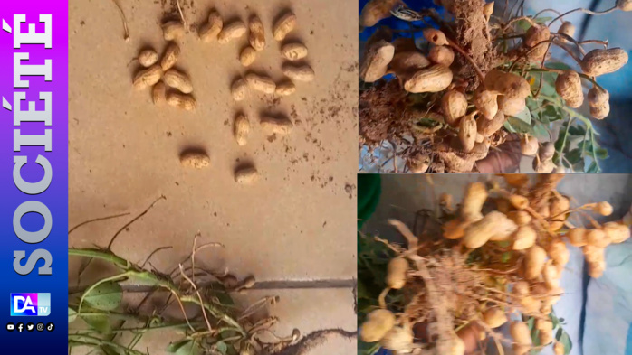 Kaolack : «On risque de ne pas avoir une bonne production de l’arachide qualitativement et quantitativement » (Bassirou Bâ) Kaolack : «On risque de ne pas avoir une bonne production de l’arachide qualitativement et quantitativement » (Bassirou Bâ)