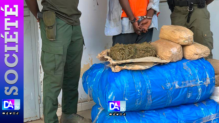 Kaolack : un trafiquant de drogue arrêté avec 100 kg de chanvre indien Kaolack : un trafiquant de drogue arrêté avec 100 kg de chanvre indien