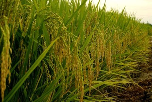 Commercialisation du riz de la vallée : La BNDE disposée à financer les grossistes et distributeurs (Directeur)