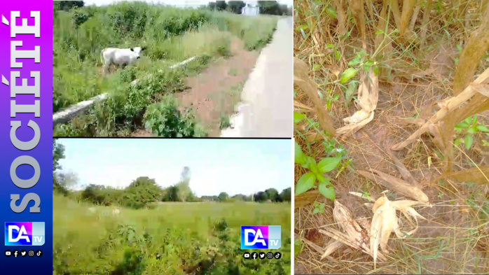 KOLDA : Le cri du cœur des agriculteurs face à la destruction des champs par les singes… KOLDA : Le cri du cœur des agriculteurs face à la destruction des champs par les singes…