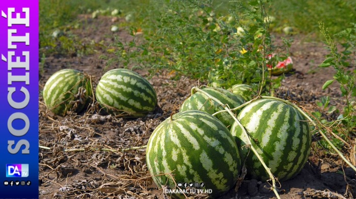 Un jeune berger arrache la vie de son ami pour des fruits volés Un jeune berger arrache la vie de son ami pour des fruits volés