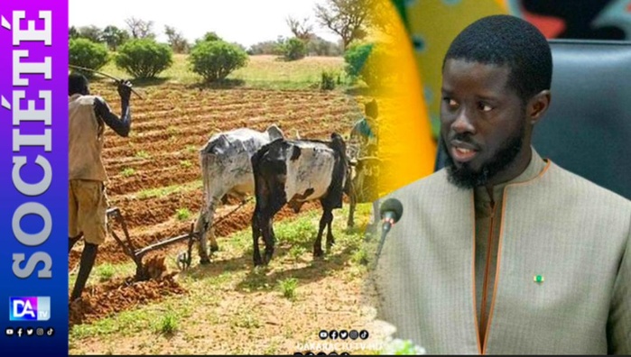 Campagne Agricole 2024: Le PR Diomaye demande des dispositions idoines pour la fixation du prix de l'Arachide et la tenue d'un conseil Interministériel sur la commercialisation Campagne Agricole 2024: Le PR Diomaye demande des dispositions idoines pour la fixation du prix de l'Arachide et la tenue d'un conseil Interministériel sur la commercialisation