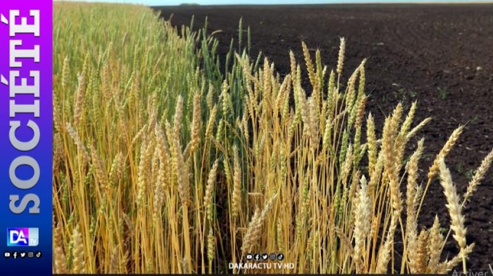 Coopération Russie-Mali : Moscou offre 65 000 tonnes de blé à Bamako Coopération Russie-Mali : Moscou offre 65 000 tonnes de blé à Bamako