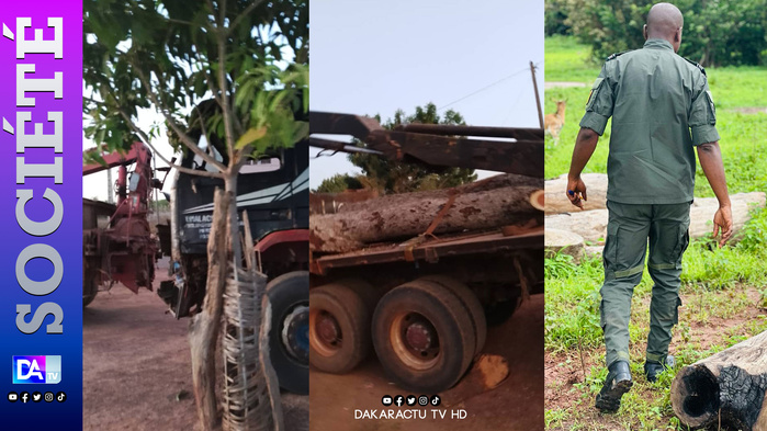 Trafic de bois en Casamance : 52 plateaux saisis et deux présumés trafiquants arrêtés à Niaguis Trafic de bois en Casamance : 52 plateaux saisis et deux présumés trafiquants arrêtés à Niaguis