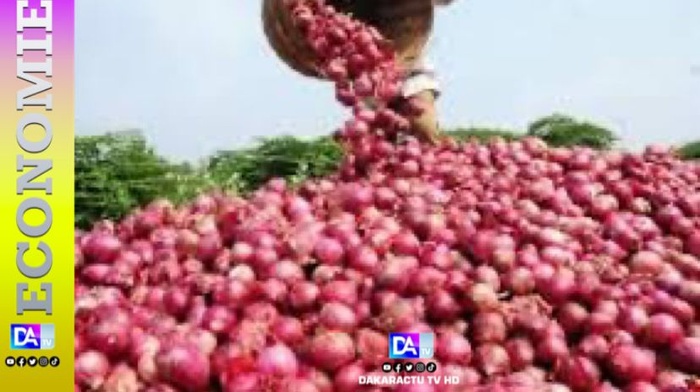 Production Agricole : Le ministère du Commerce et l’ARM annoncent un gel des importations d’oignons à partir du 25 janvier Production Agricole : Le ministère du Commerce et l’ARM annoncent un gel des importations d’oignons à partir du 25 janvier