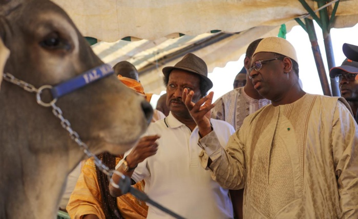 JOURNEE DE L'ELEVAGE A KOUNGHEUL : Le milliardaire Baba Diao présente des boeufs au président de la République Macky Sall JOURNEE DE L'ELEVAGE A KOUNGHEUL : Le milliardaire Baba Diao présente des boeufs au président de la République Macky Sall