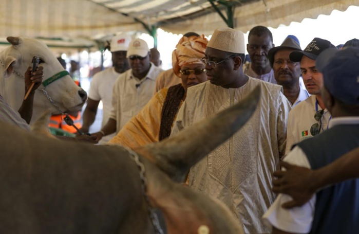 JOURNEE DE L'ELEVAGE A KOUNGHEUL : Le milliardaire Baba Diao présente des boeufs au président de la République Macky Sall