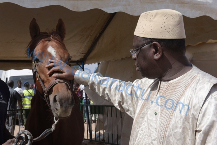 Journée de l'élevage à Koungheul : Le président Macky Sall appréciant un cheval