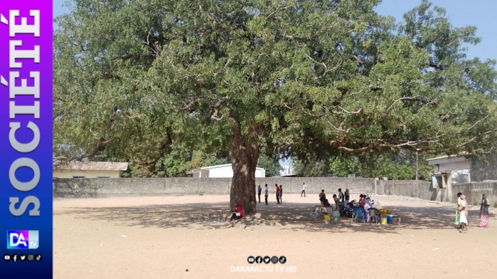 KOLDA : À la découverte de l’arbre des AG de grèves de l’ancien lycée Alpha Molo Baldé… KOLDA : À la découverte de l’arbre des AG de grèves de l’ancien lycée Alpha Molo Baldé…