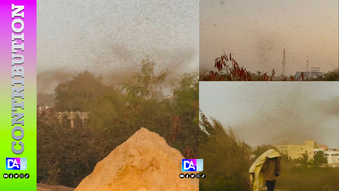 TECHNOPÔLE : UNE INVASION DE MOUSTIQUES QUI DEVIENT INQUIÉTANTE ! (Par Boubacar Kambel DIENG) TECHNOPÔLE : UNE INVASION DE MOUSTIQUES QUI DEVIENT INQUIÉTANTE ! (Par Boubacar Kambel DIENG)