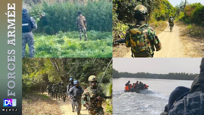 Opération de sécurisation dans les îles Karone : Des hectares de chanvre indien détruits Opération de sécurisation dans les îles Karone : Des hectares de chanvre indien détruits