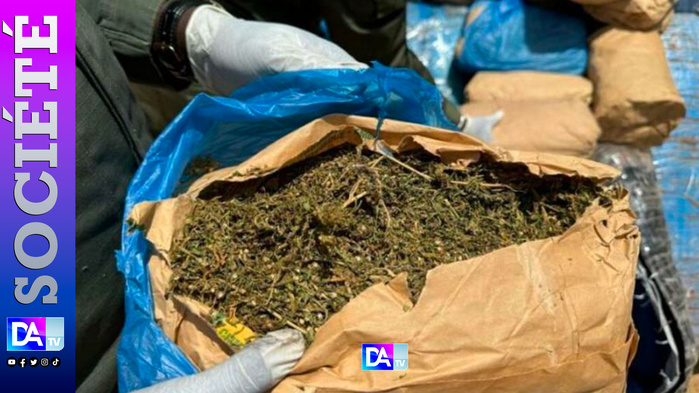 Ziguinchor : la police neutralise un réseau de trafiquants de drogue, 8 kg de chanvre indien saisis Ziguinchor : la police neutralise un réseau de trafiquants de drogue, 8 kg de chanvre indien saisis