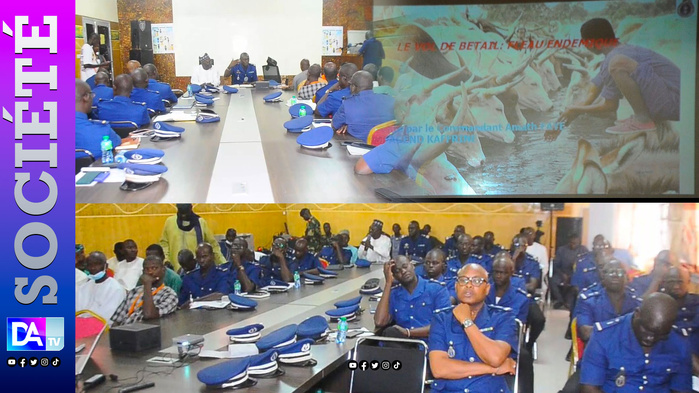 Kaolack-Kaffrine-Fatick / Vol de bétail : 280 têtes volées et 83 personnes interpellées entre janvier et mars 2025 Kaolack-Kaffrine-Fatick / Vol de bétail : 280 têtes volées et 83 personnes interpellées entre janvier et mars 2025