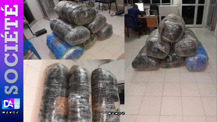 Fatick : 170 kg de chanvre indien saisis par la gendarmerie à Fimela Fatick : 170 kg de chanvre indien saisis par la gendarmerie à Fimela