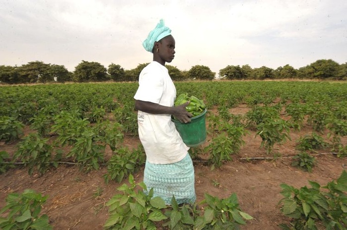 Agroécologie et système alimentaire africain : Des acteurs de l’agroécologie formulent des recommandations  au gouvernement Agroécologie et système alimentaire africain : Des acteurs de l’agroécologie formulent des recommandations  au gouvernement