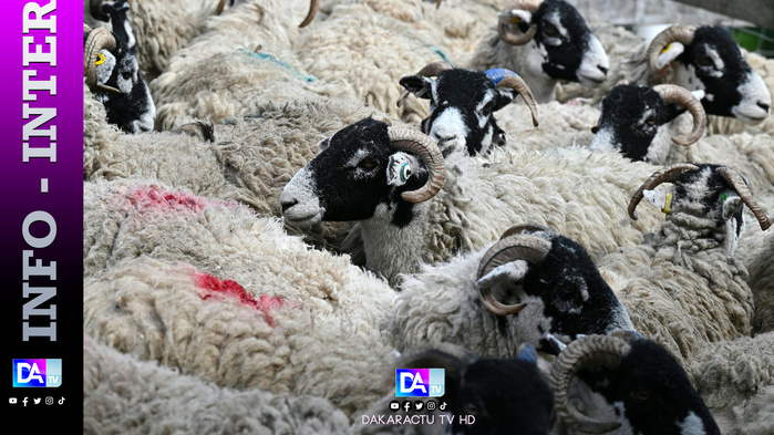 Le Niger interdit l’exportation de bétail à l’approche de l’Aïd Le Niger interdit l’exportation de bétail à l’approche de l’Aïd