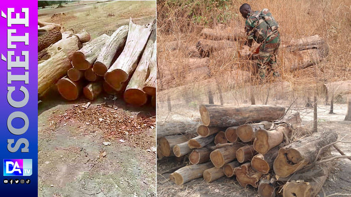 Trafic de bois à la frontière gambienne : l’armée frappe fort avec l’opération “FAXASS” Trafic de bois à la frontière gambienne : l’armée frappe fort avec l’opération “FAXASS”