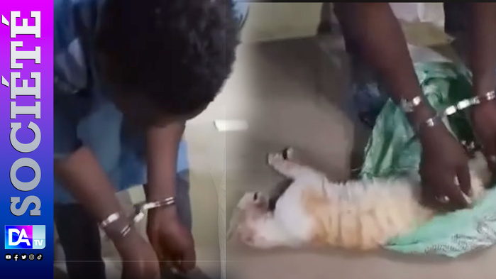 Brochettes, amulettes ou médecine occulte ? Ce que cache L’étrange affaire des Nigériens arrêtés avec un chat tué à la Médina Brochettes, amulettes ou médecine occulte ? Ce que cache L’étrange affaire des Nigériens arrêtés avec un chat tué à la Médina