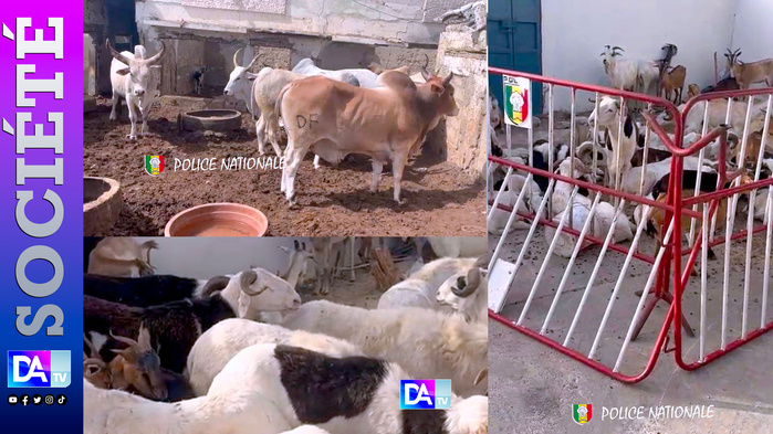 Thiès-Nord : Une quarantaine de moutons emportés par une bande de malfaiteurs Thiès-Nord : Une quarantaine de moutons emportés par une bande de malfaiteurs