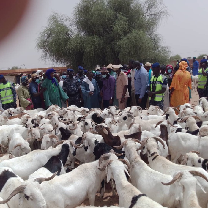 Dahra Djoloff / Visite du Secrétaire d’État : Les éleveurs saluent l’approvisionnement en moutons, mais déplorent la cherté des aliments de bétail Dahra Djoloff / Visite du Secrétaire d’État : Les éleveurs saluent l’approvisionnement en moutons, mais déplorent la cherté des aliments de bétail