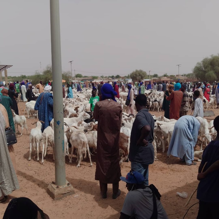 Dahra Djoloff / Visite du Secrétaire d’État : Les éleveurs saluent l’approvisionnement en moutons, mais déplorent la cherté des aliments de bétail Dahra Djoloff / Visite du Secrétaire d’État : Les éleveurs saluent l’approvisionnement en moutons, mais déplorent la cherté des aliments de bétail